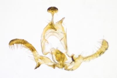 <i>Endothenia gentianaeana</i>