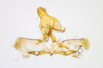 <i>Ditula angustiorana</i>