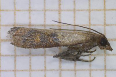 <i>Plodia interpunctella</i>