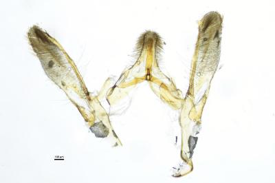 <i>Plodia interpunctella</i>
