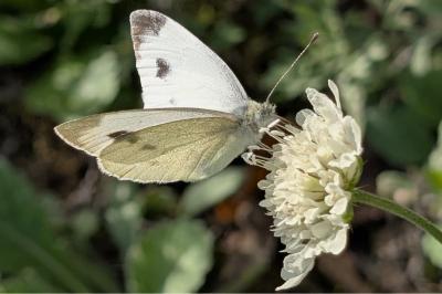 <i>Pieris mannii</i>