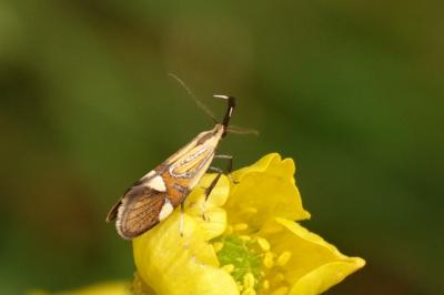 <i>Alabonia geoffrella</i>