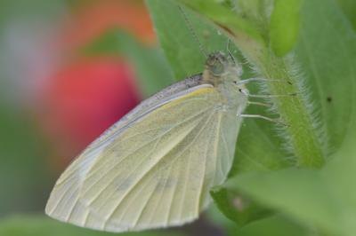 <i>Pieris rapae</i>