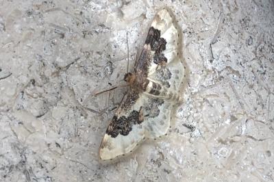 <i>Idaea rusticata</i>
