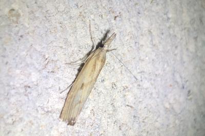<i>Agriphila geniculea</i>