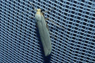 <i>Eilema caniola</i>
