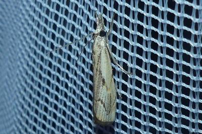 <i>Agriphila geniculea</i>