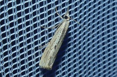 <i>Agriphila geniculea</i>