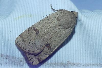<i>Noctua comes</i>