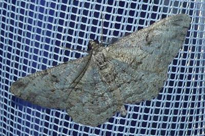 <i>Peribatodes rhomboidaria</i>