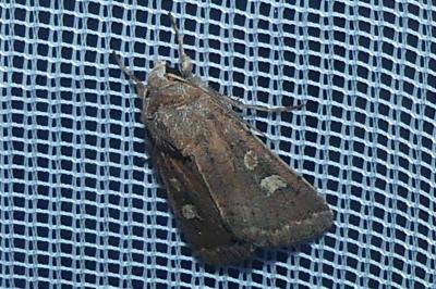 <i>Xestia xanthographa</i>