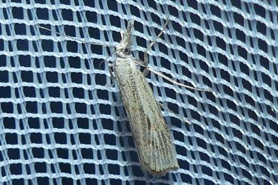 <i>Agriphila geniculea/inquinatella</i>