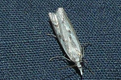 <i>Agriphila geniculea/inquinatella</i>