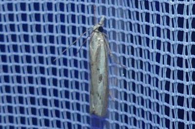 <i>Agriphila geniculea/inquinatella</i>