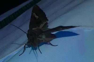 <i>Trigonophora flammea</i>