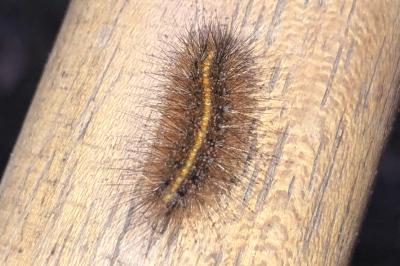 <i>Phragmatobia fuliginosa</i>