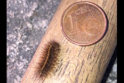 <i>Phragmatobia fuliginosa</i>