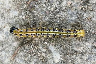 <i>Cydalima perspectalis</i>
