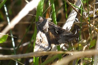 <i>Autographa gamma</i>