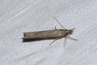 <i>Pediasia contaminella</i>