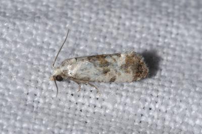 <i>Cochylis hybridella</i>
