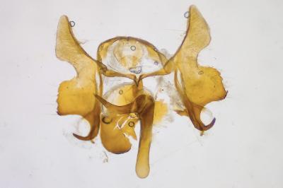 <i>Cochylis hybridella</i>