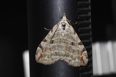 <i>Aplocera plagiata</i>