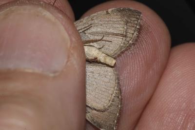 <i>Aplocera plagiata</i>