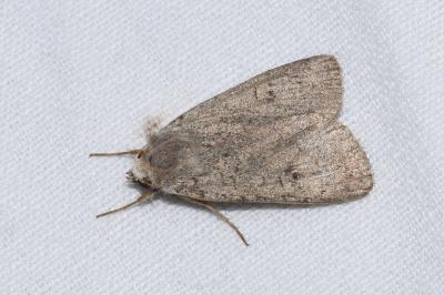 <i>Xestia castanea</i>