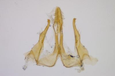 <i>Teleiopsis diffinis</i>