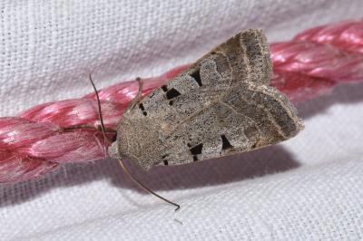 <i>Eugnorisma glareosa</i>