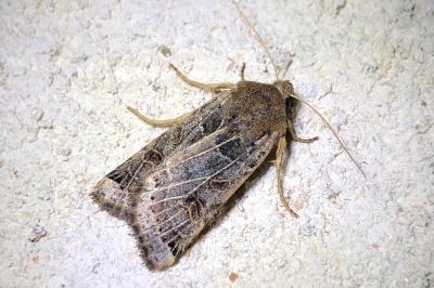 <i>Anchoscelis lunosa</i>