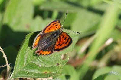 <i>Lycaena phlaeas</i>