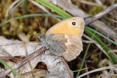 <i>Coenonympha pamphilus</i>