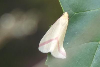<i>Rhodometra sacraria</i>