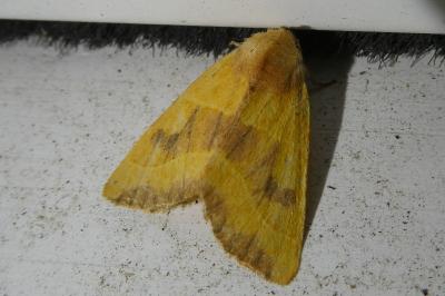 <i>Atethmia centrago</i>