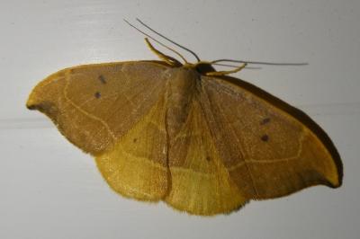 <i>Watsonalla binaria</i>