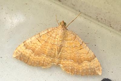 <i>Camptogramma bilineata</i>