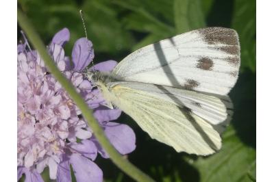 <i>Pieris napi</i>