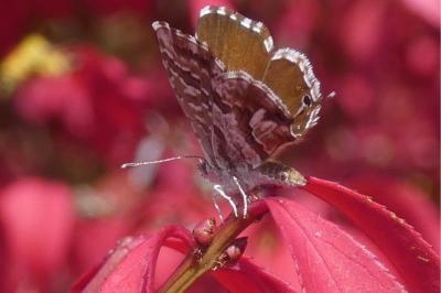 <i>Cacyreus marshalli</i>