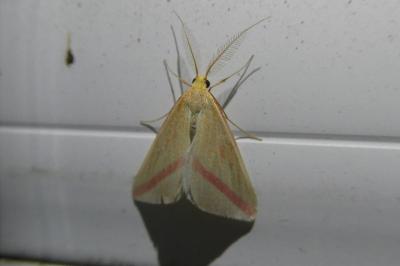 <i>Rhodometra sacraria</i>