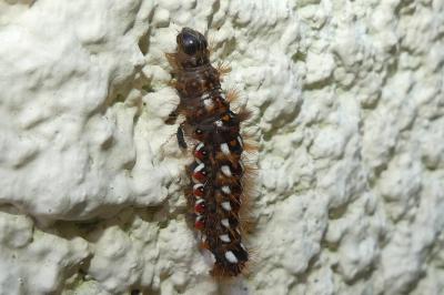 <i>Acronicta rumicis</i>