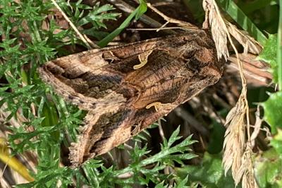 <i>Autographa gamma</i>