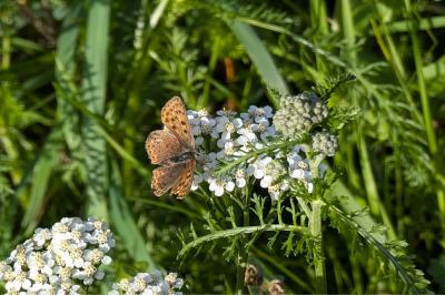 <i>Lycaena tityrus</i>