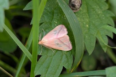 <i>Rhodometra sacraria</i>