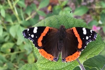 <i>Vanessa atalanta</i>