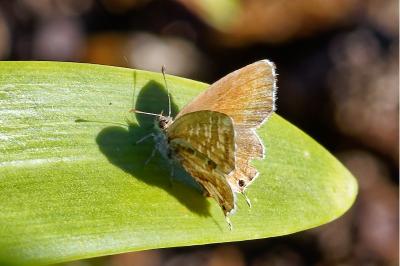 <i>Cacyreus marshalli</i>