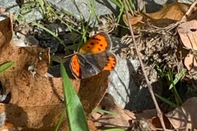 <i>Lycaena phlaeas</i>