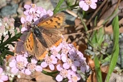 <i>Lycaena phlaeas</i>
