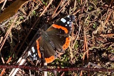 <i>Vanessa atalanta</i>